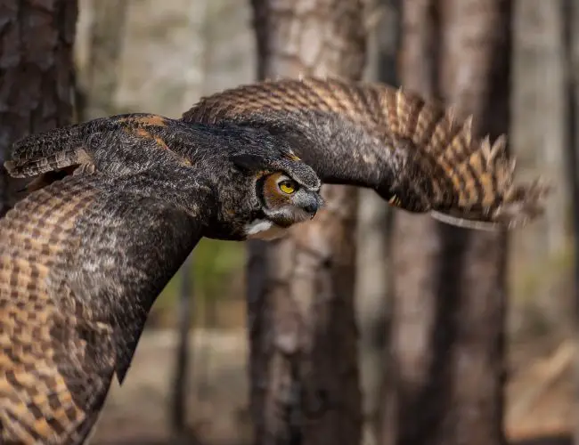 What Are Some Factors that Influence how Much Weight an Owl Can Carry?