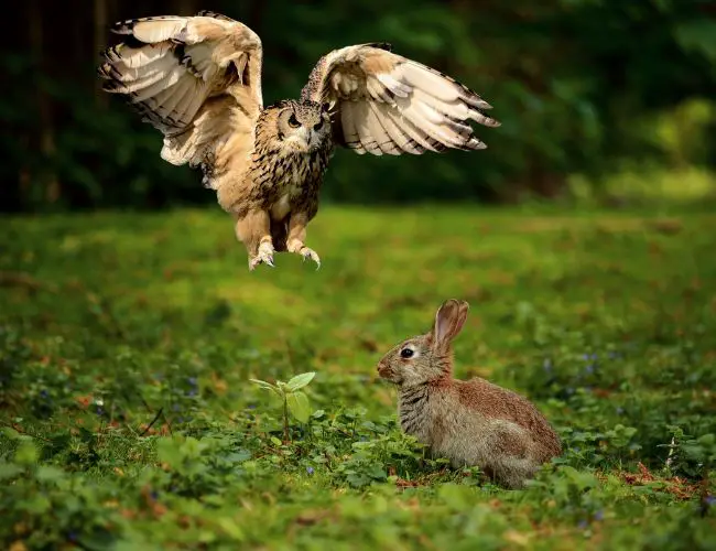 How Owls Hunt Wild Rabbits