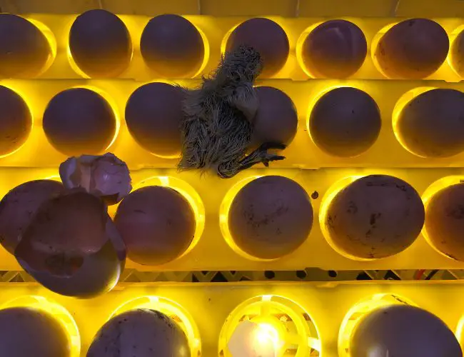 A Step-By-Step Guide to Incubating Cockatiel Eggs
