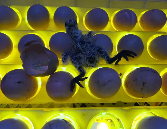 Incubating Cockatiel Eggs