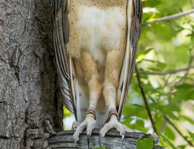Uncovering the Truth: Do Owls Really Have Long Legs?