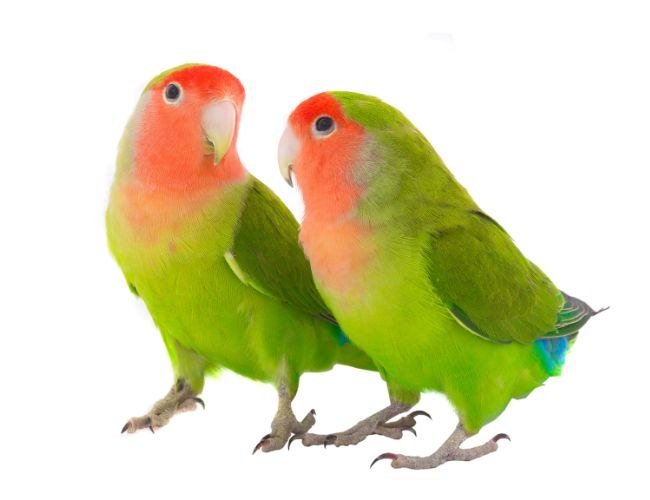 The Life Span Of A Lovebird