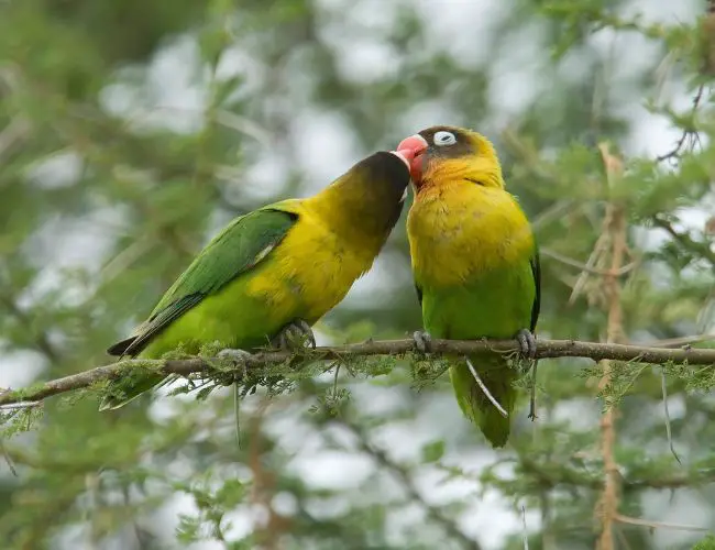 What Kind Of Affection Can I Expect From A Lovebird?