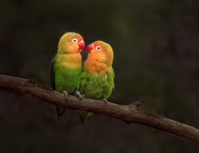Rejuvenated & Recharged: Lovebirds After Molting
