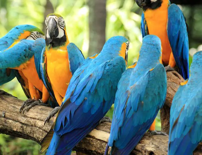 Physical Signs Of Stress In Macaws