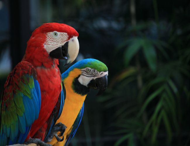 Macaw Mating Behavior