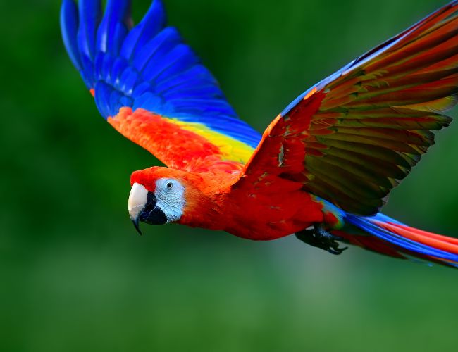 The Macaw and its characteristics