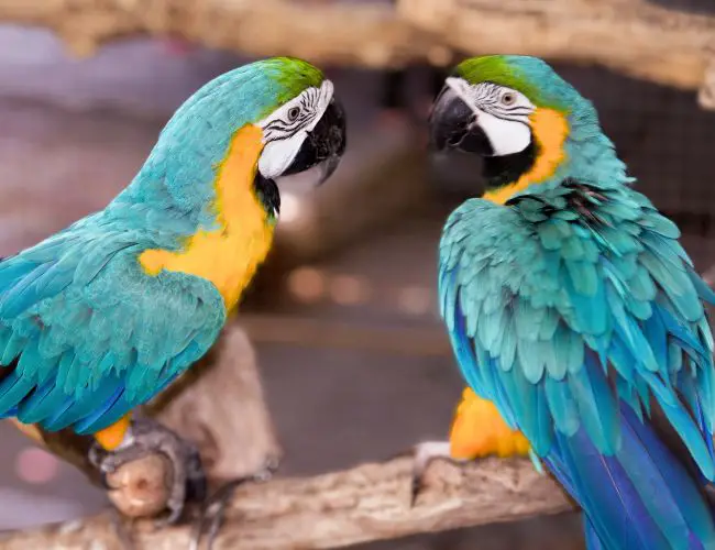 Considerations When Breeding Macaws
