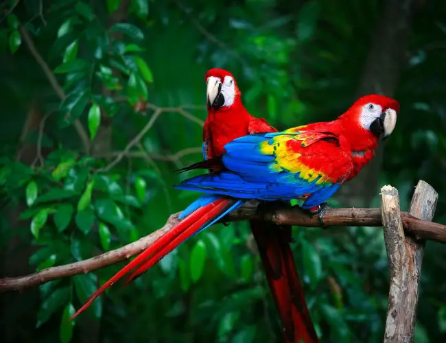 How Do Exotic Birds Like Macaws Do In Captivity?