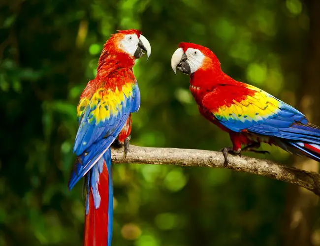 Macaws Are Social In Their Natural Environment