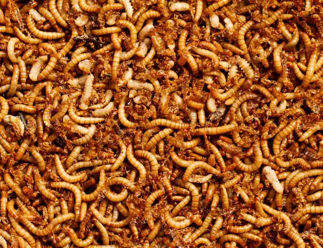 How Many Mealworms Should You Feed Your Finch?