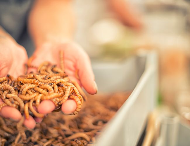 Raising Your Own Mealworms