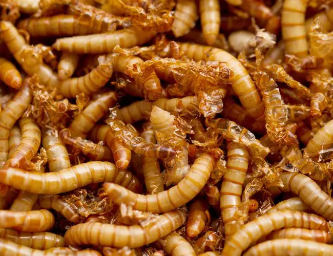What Are Mealworms?