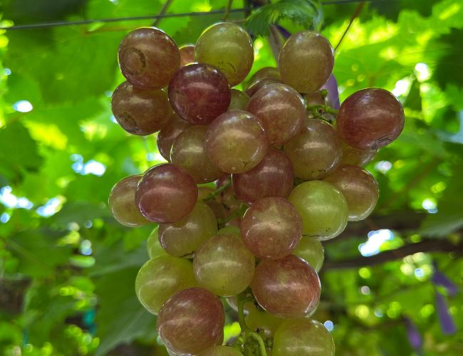 Organic Grapes Vs Non-Organic Grapes For Your Conure