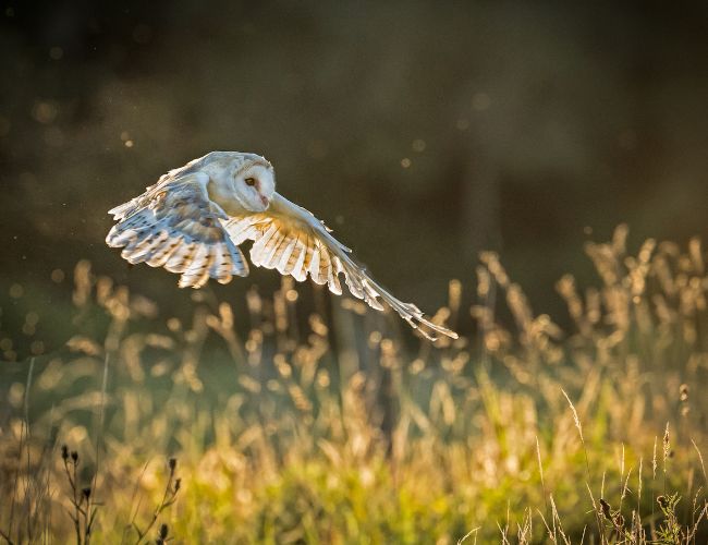 What's for Dinner? A Look at Owl Diet