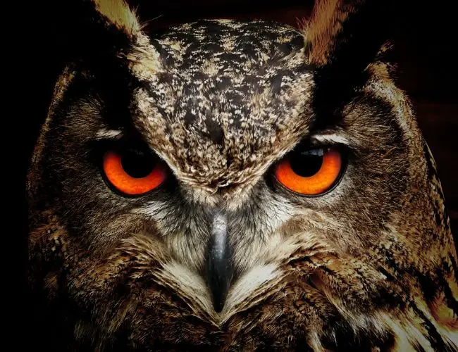 Owls: Understanding their Nature