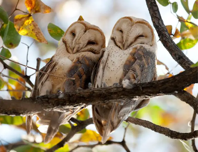 Coexisting with Owls and Living in Harmony