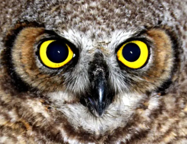 Unraveling the Mystery of the Owl's Eyeballs