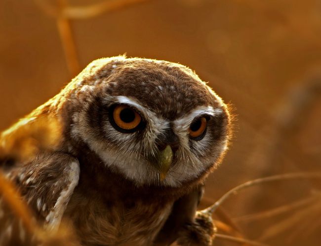 Exploring the Owl's Unique Anatomy