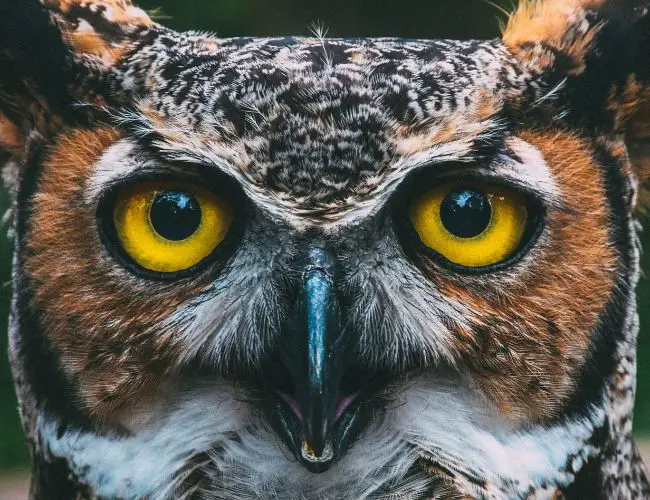 The Science Behind the Owl's Facial Features