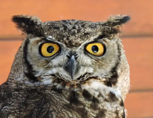 A Closer Look at the Owl's Eyesight