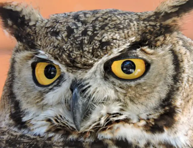 Do Owls Have Eyeballs?