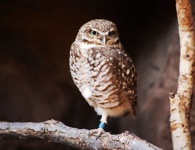 The Benefits of Having Long Legs: An Owl's Perspective