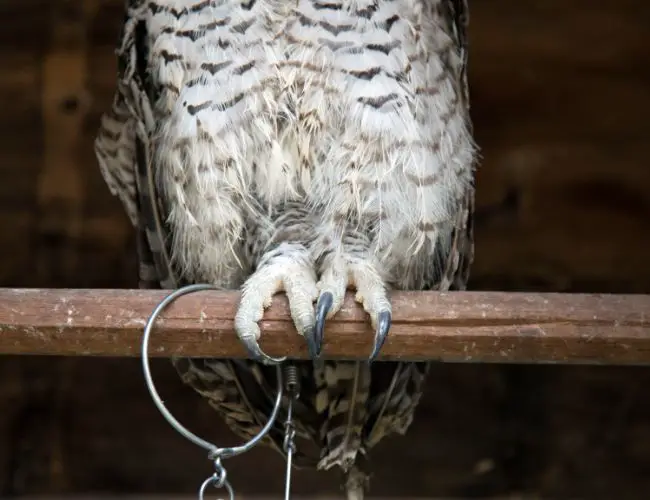 Flying High and Standing Tall: An Owl's Evolution