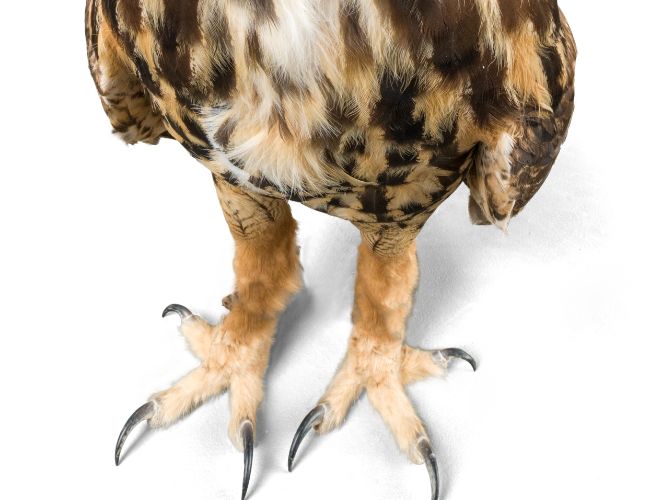 A Closer Look at the Anatomy of an Owl's Legs