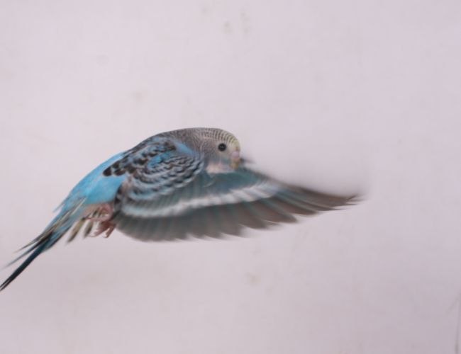 What Causes Parakeet Flapping Without Movement?