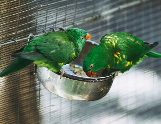 Maintaining Your Pet Parakeets Health