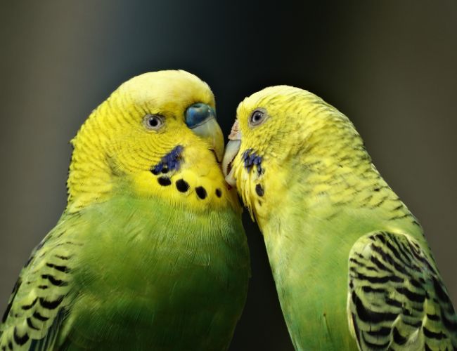 What is a Parakeet Kiss?