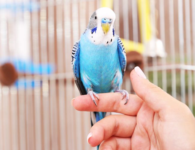 Can I train my Parrot myself without professional expertise?
