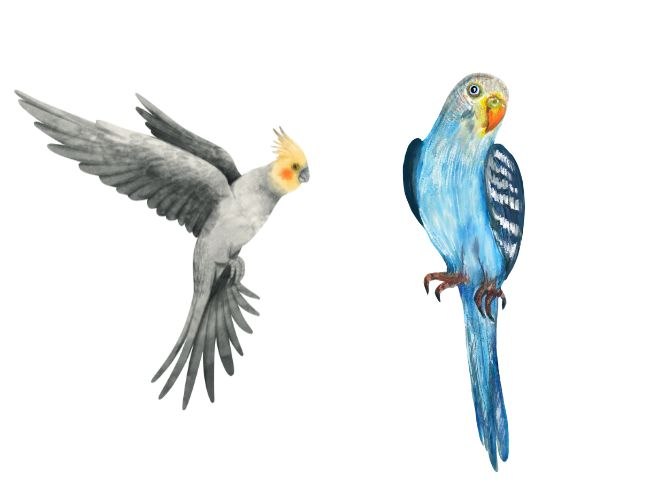 Discerning The Differences Between Budgie And Cockatiel Chirps