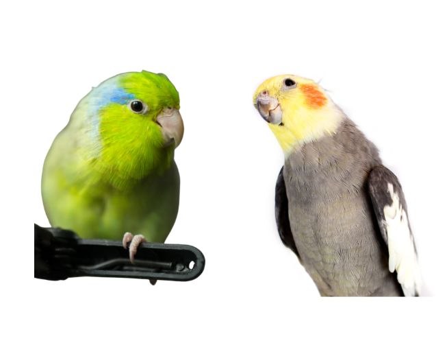 Considerations for Choosing a Pet Bird