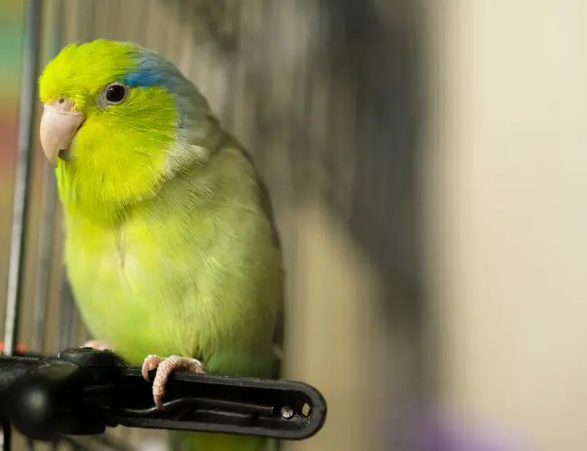 Parrotlets: The Perfectly Portable Pet