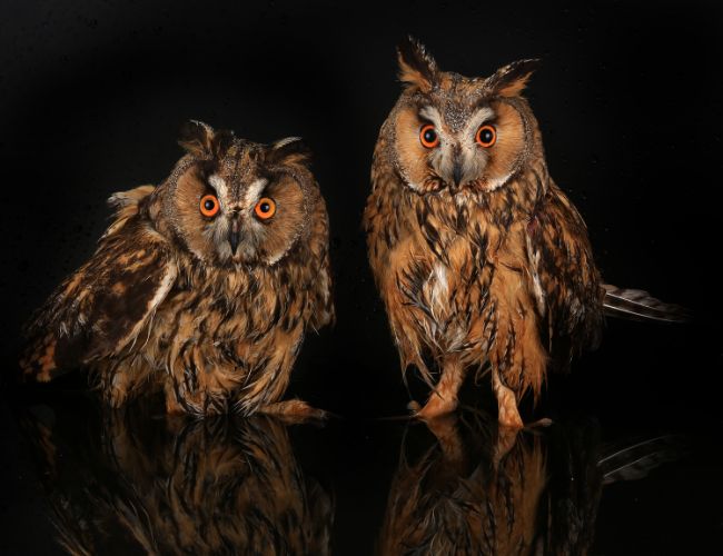 Examining the Uniqueness of Owl Love