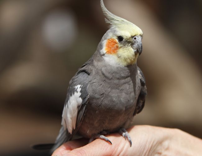 An Investment That Pays in Love: A Guide to Cockatiels for Sale in Oregon