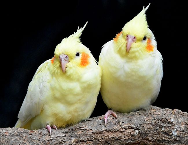 Discovering Whether Male Cockatiels Sit On Eggs