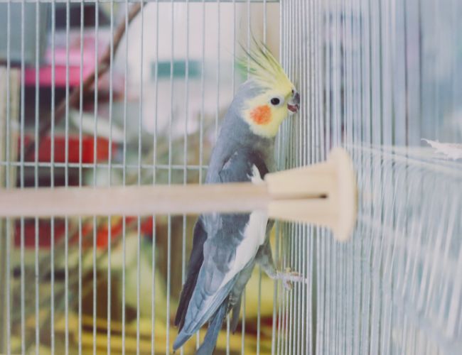 Avoiding Health Issues By Properly Quarantining Your Bird