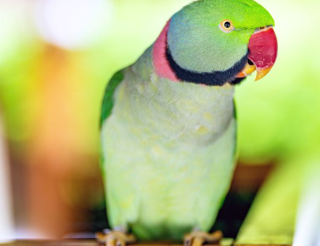 Can Parakeets Eat Flaxseed?