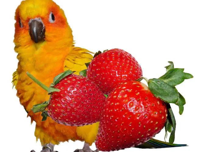So, Can You Feed strawberries To Conures?