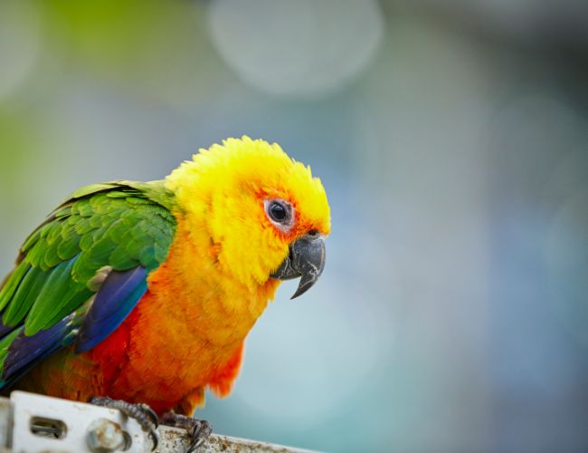 Sun conures will talk when they want something from you!
