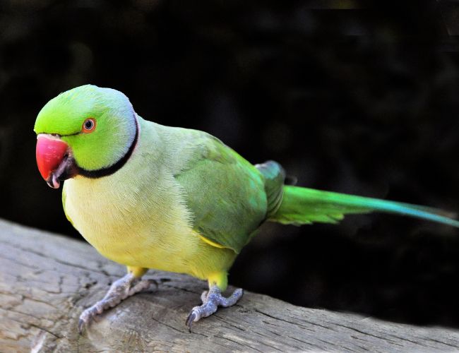 How Can We Teach Our Pet Bird New Tricks?  