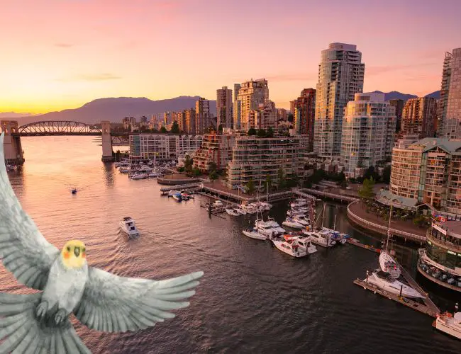 Finding Your Feathered Friend in Vancouver