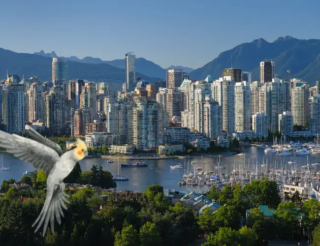 What You Need to Know About Buying a Cockatiel in Vancouver