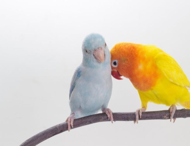 How To Encourage More Affection From Your Lovebird?