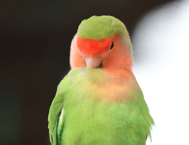 What Makes Opaline Lovebirds Unique?