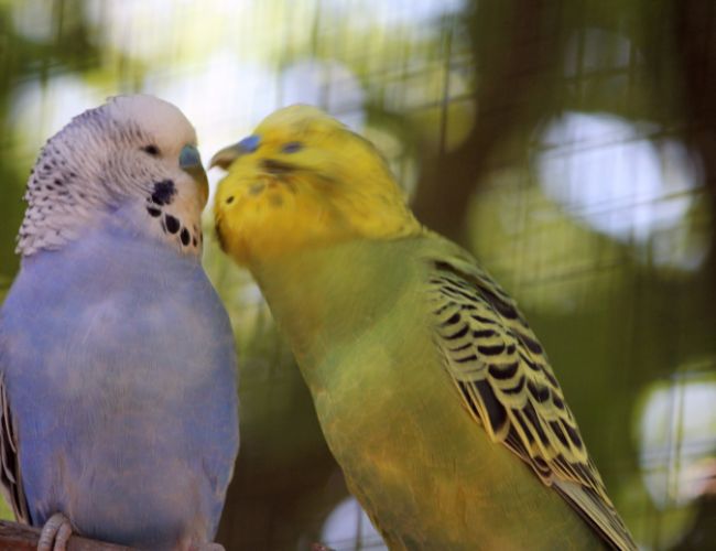 Why Do Parakeets Kiss?