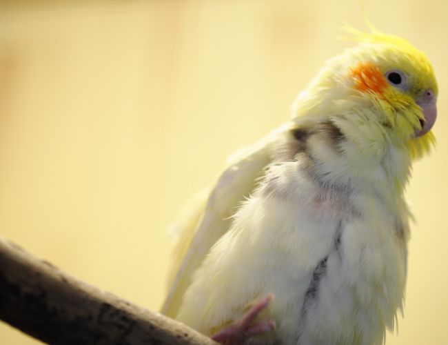 The Answer You Need to Know: Can Cockatiels Drink Milk?
